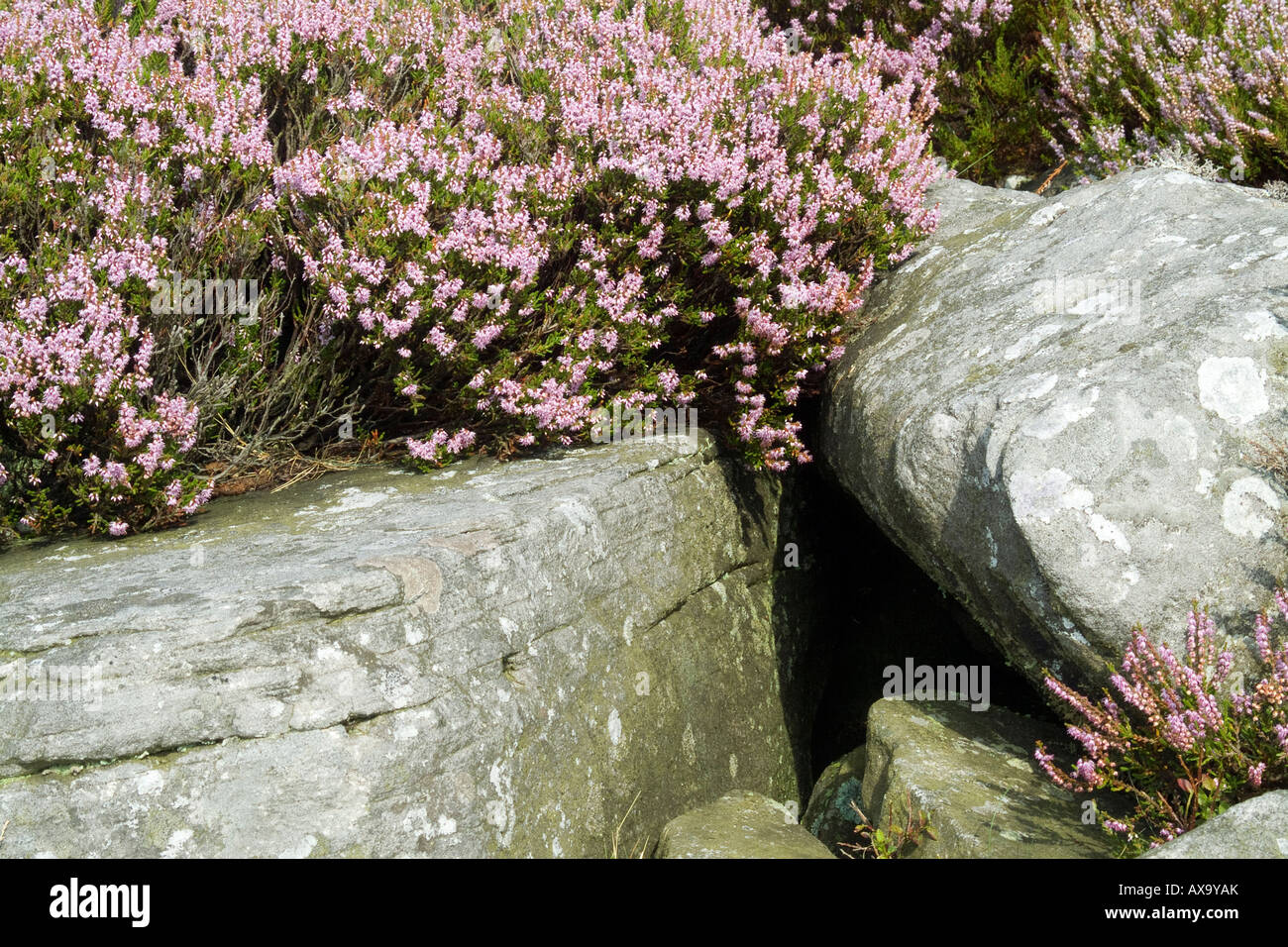 A fine balance between smooth moorland rock and rugged heather Stock Photo