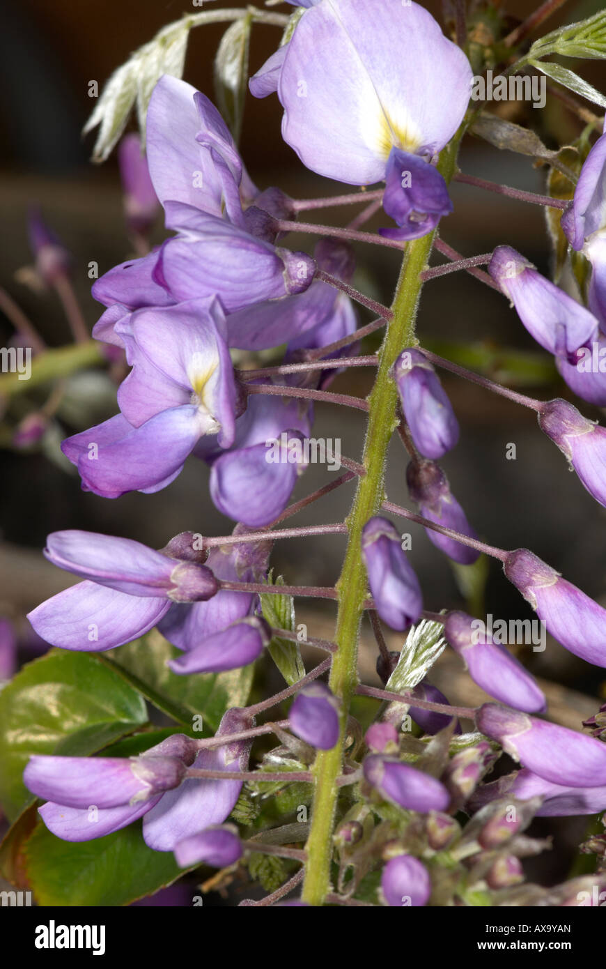 Flower buds wisteria hires stock photography and images Alamy