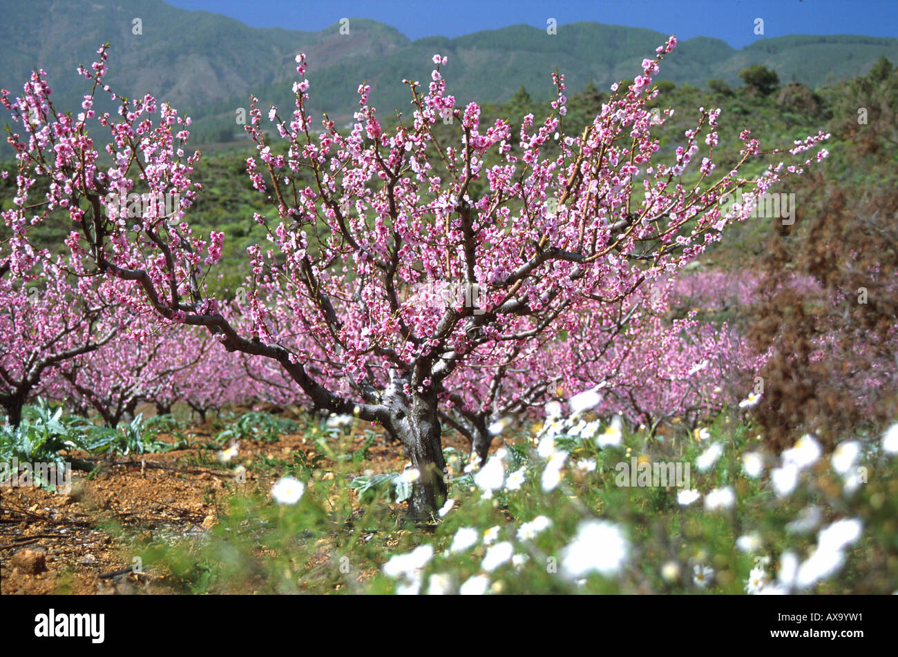 Arafo High Resolution Stock Photography And Images Alamy