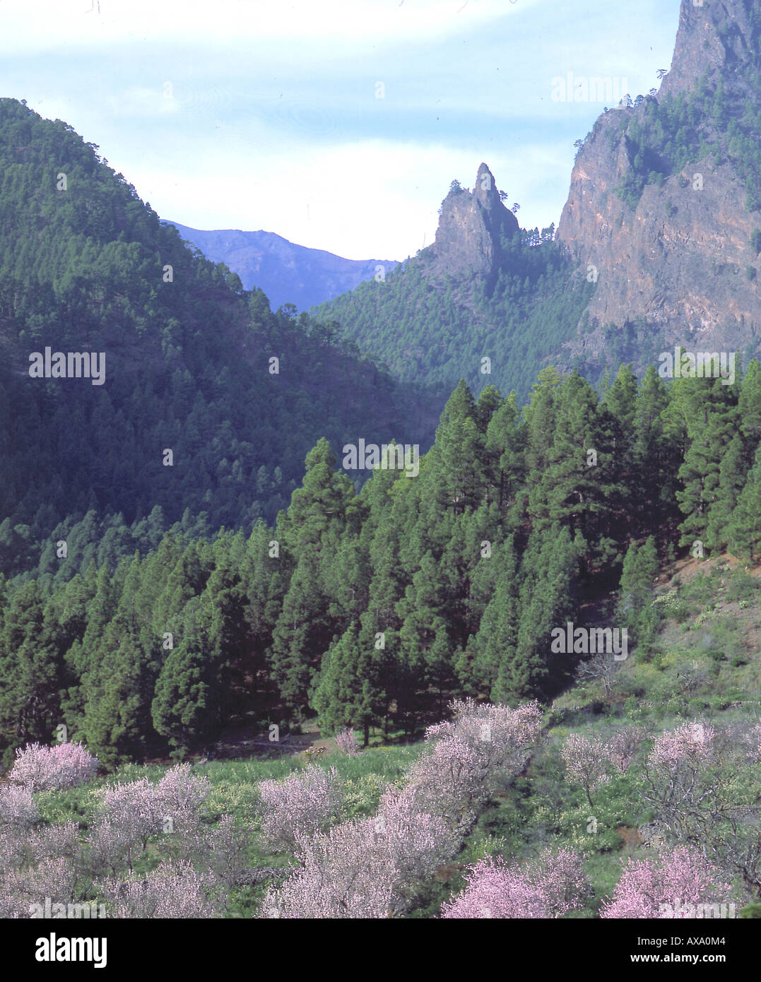 Mandelbluete, La Cumbrecita, La Palma, Kanarische Inseln Spanien Stock  Photo - Alamy