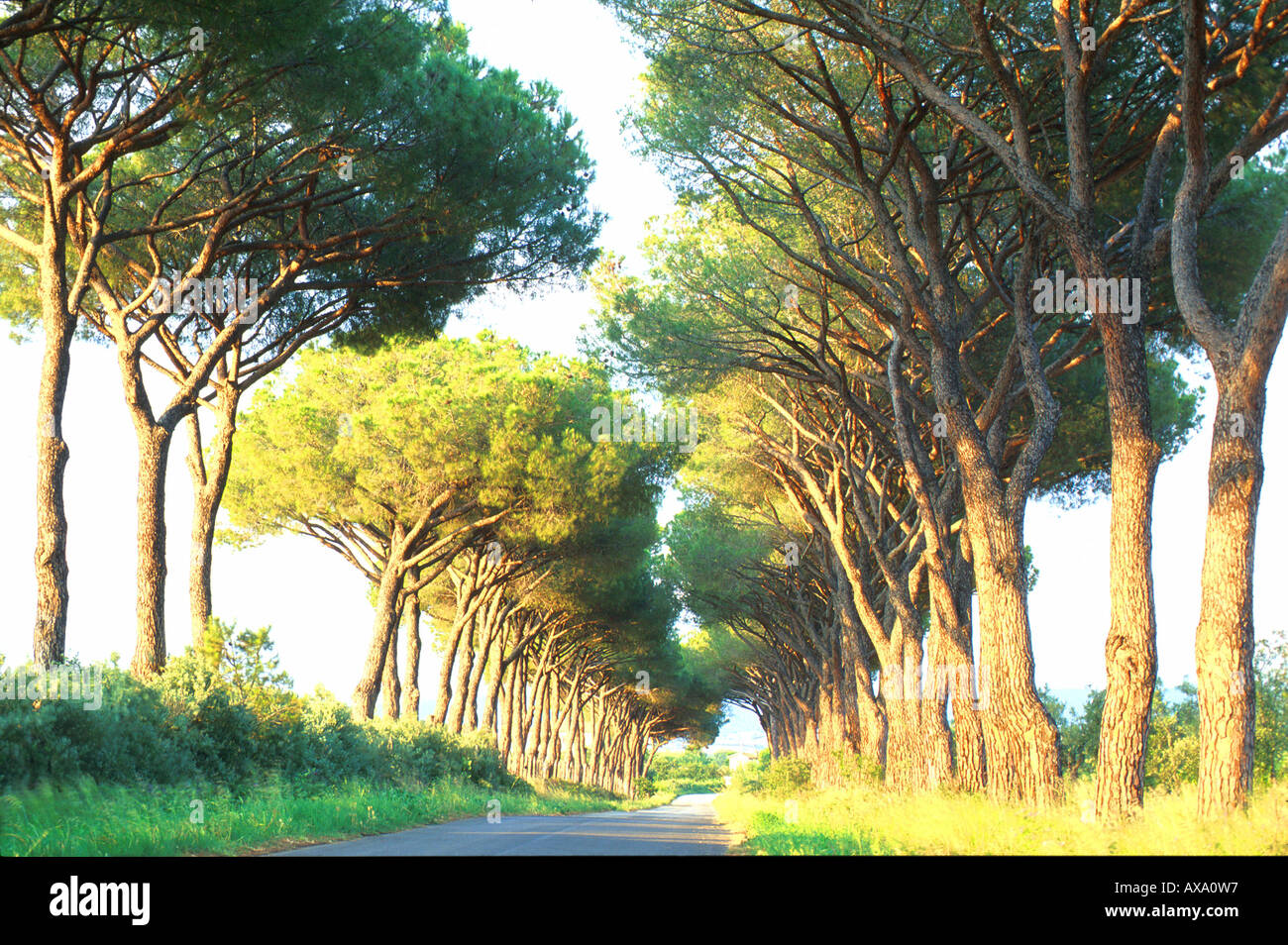 Pinienallee, Alberese Maremma, Toskana Italien Stock Photo