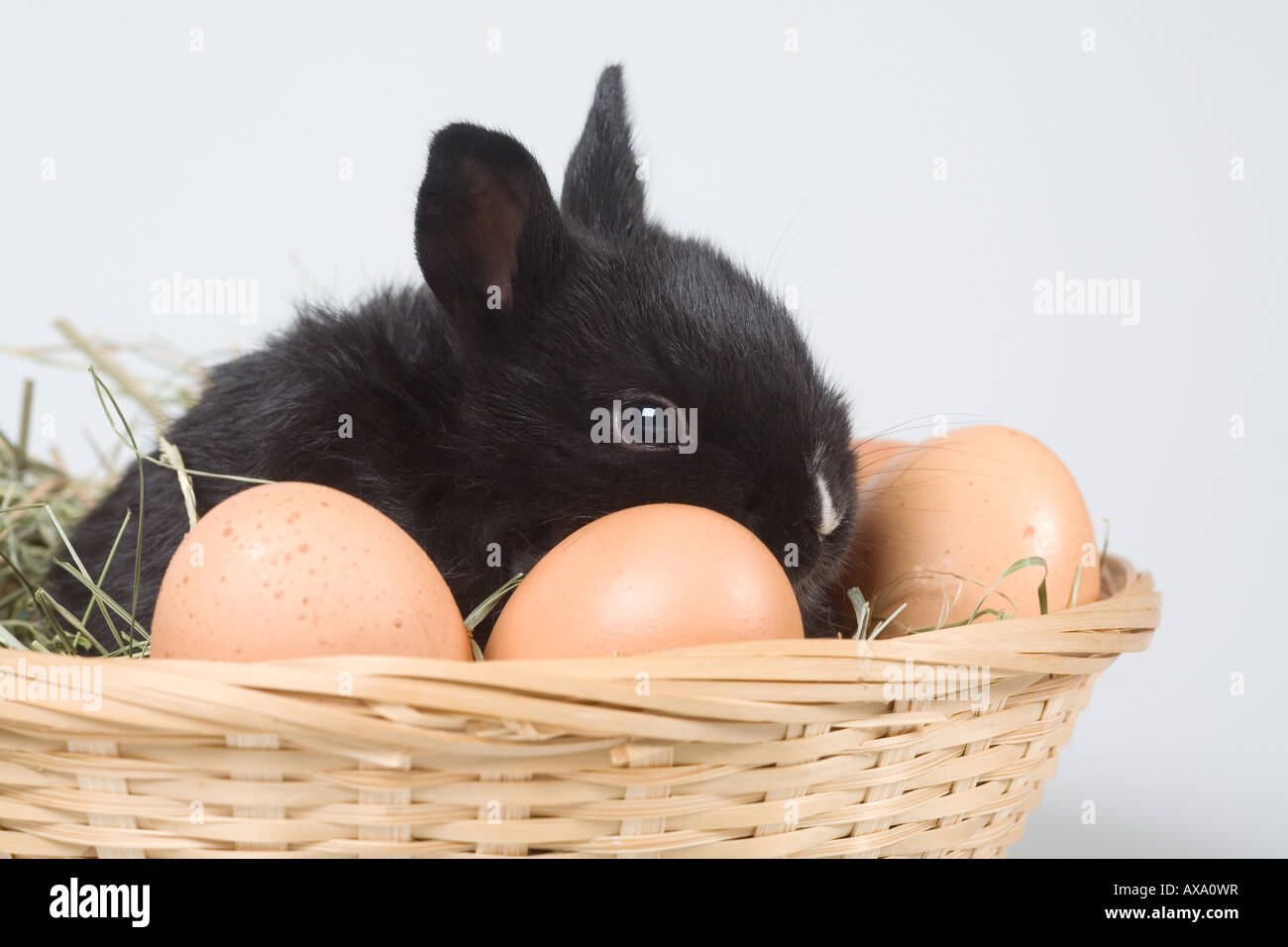 Rabbit in a basket with easter eggs hi-res stock photography and images ...