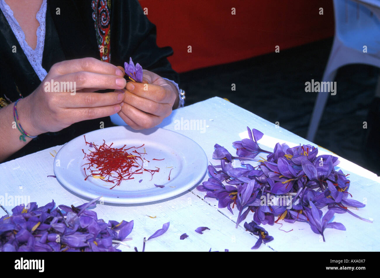 Woman picking saffron, Festival for the Saffron Rose, Consuegra