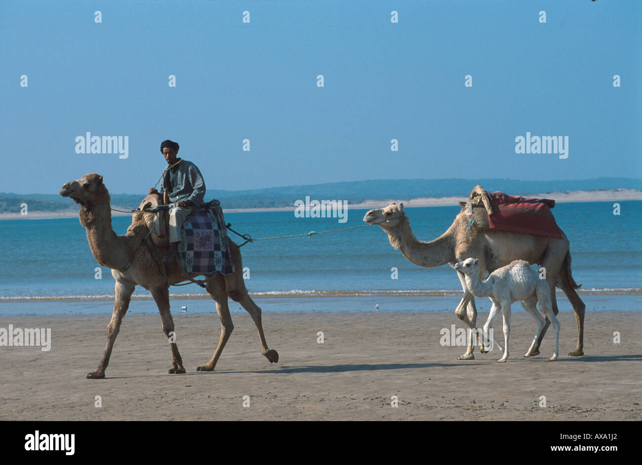 Kamelfuehrer am Strand, Essaouira, Marokko Afrika Stock Photo