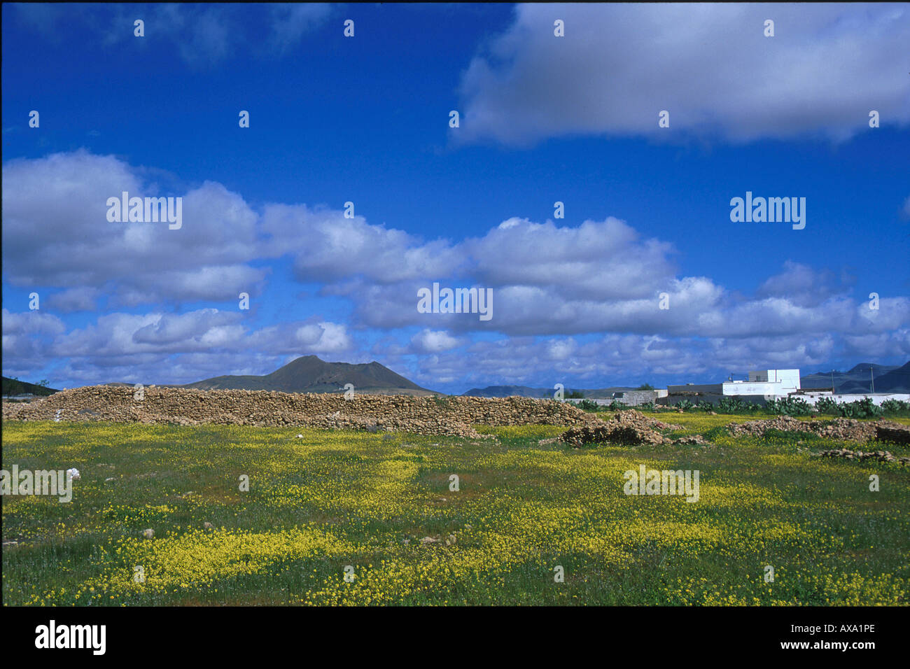 Blumenwiese, Vulkan bei Tuineje, Fuerteventura, Kanarische Inseln Spanien, Europa Stock Photo