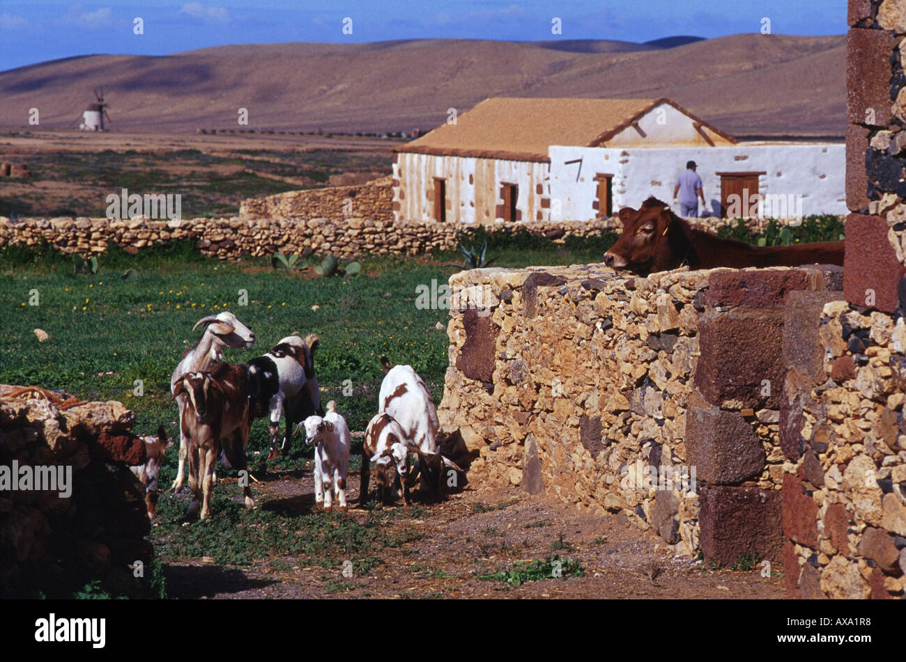 Ziegen, Museumsdorf, Tefia, Fuerteventura, Kanarische inseln Spanien, Europa Stock Photo