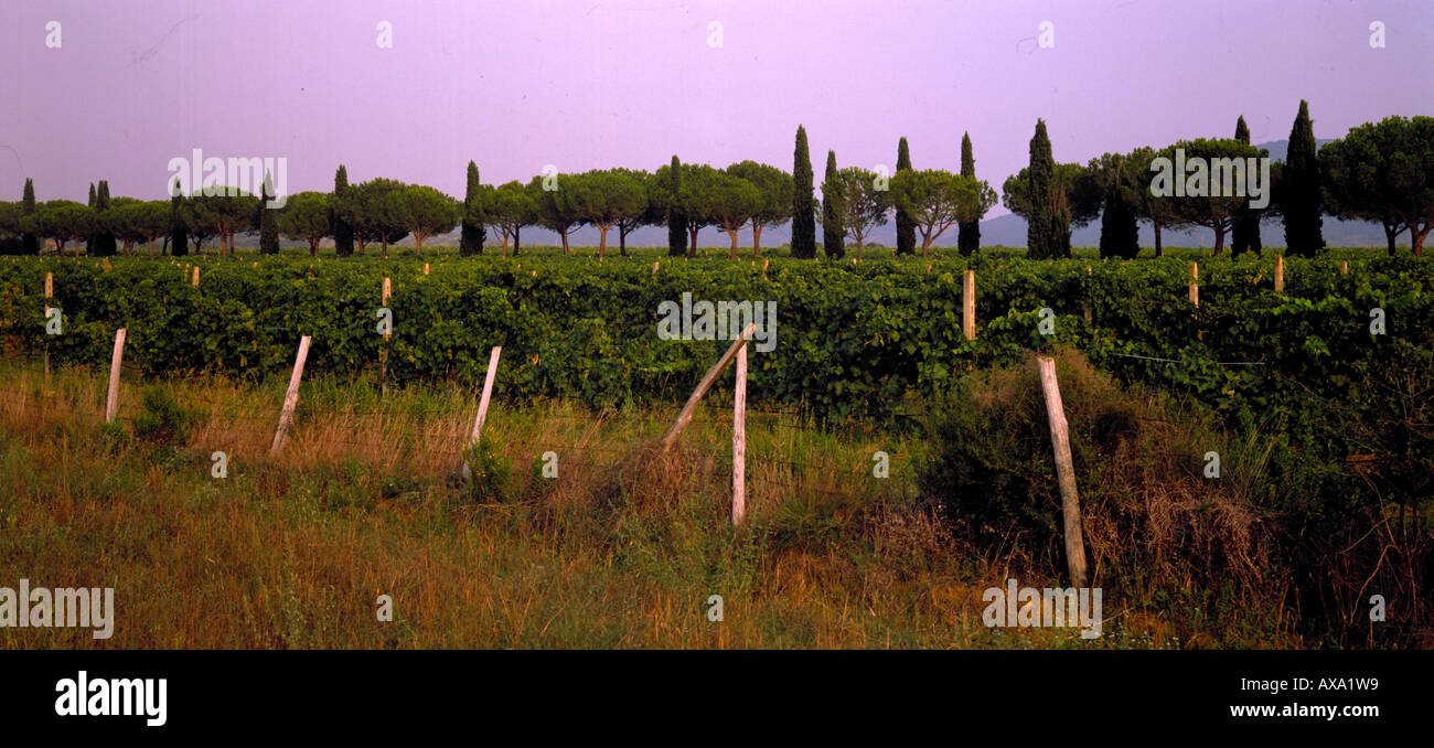 Zypressen, Pinien, Wein, Grosseto Toskana, Italien Stock Photo
