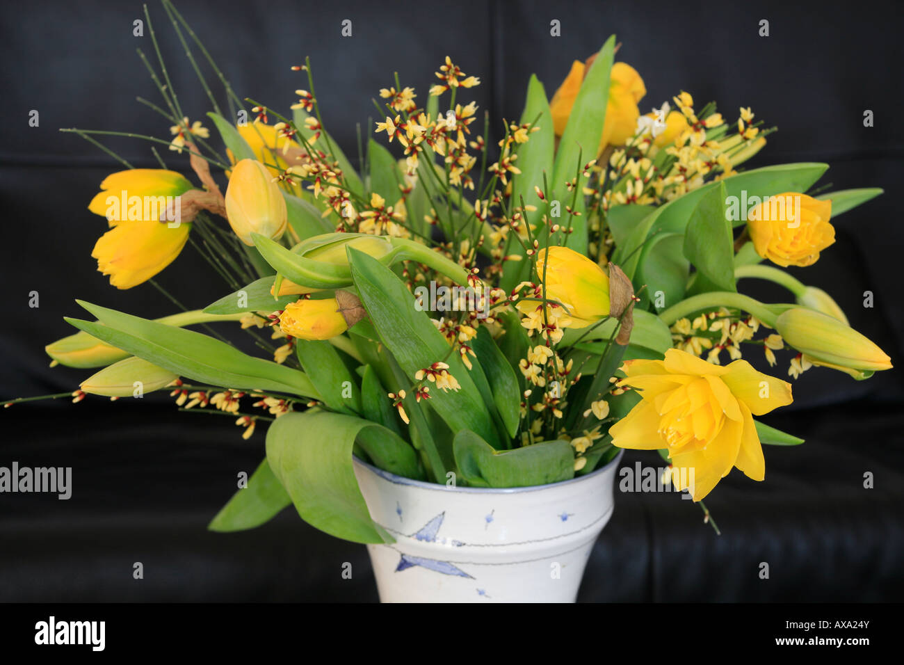 bouquet jonquil, Narcissus jonquila, Osterglocken, daffodil Stock Photo