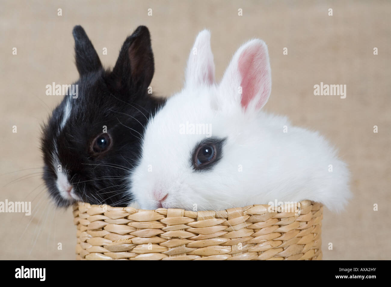 two bunny in the basket Stock Photo - Alamy