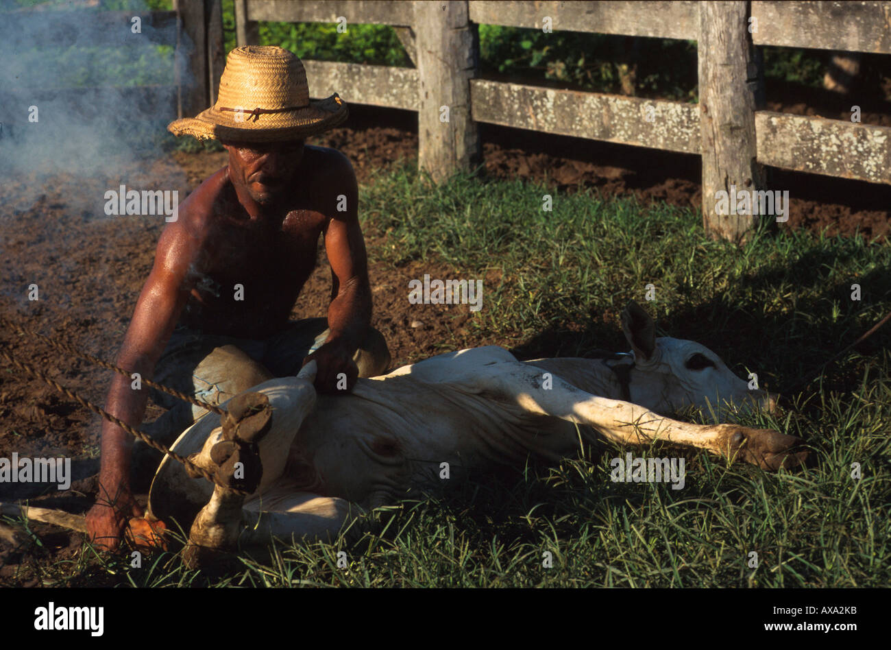 Gauchos beim Brandmarken, Kalb, Pantanal, Mato Grosso Brasilien Stock Photo