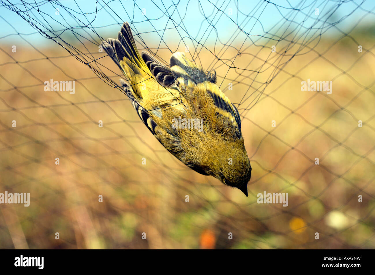 Hooded Siskin (Carduelis magellanica) caught in a mist net Stock Photo