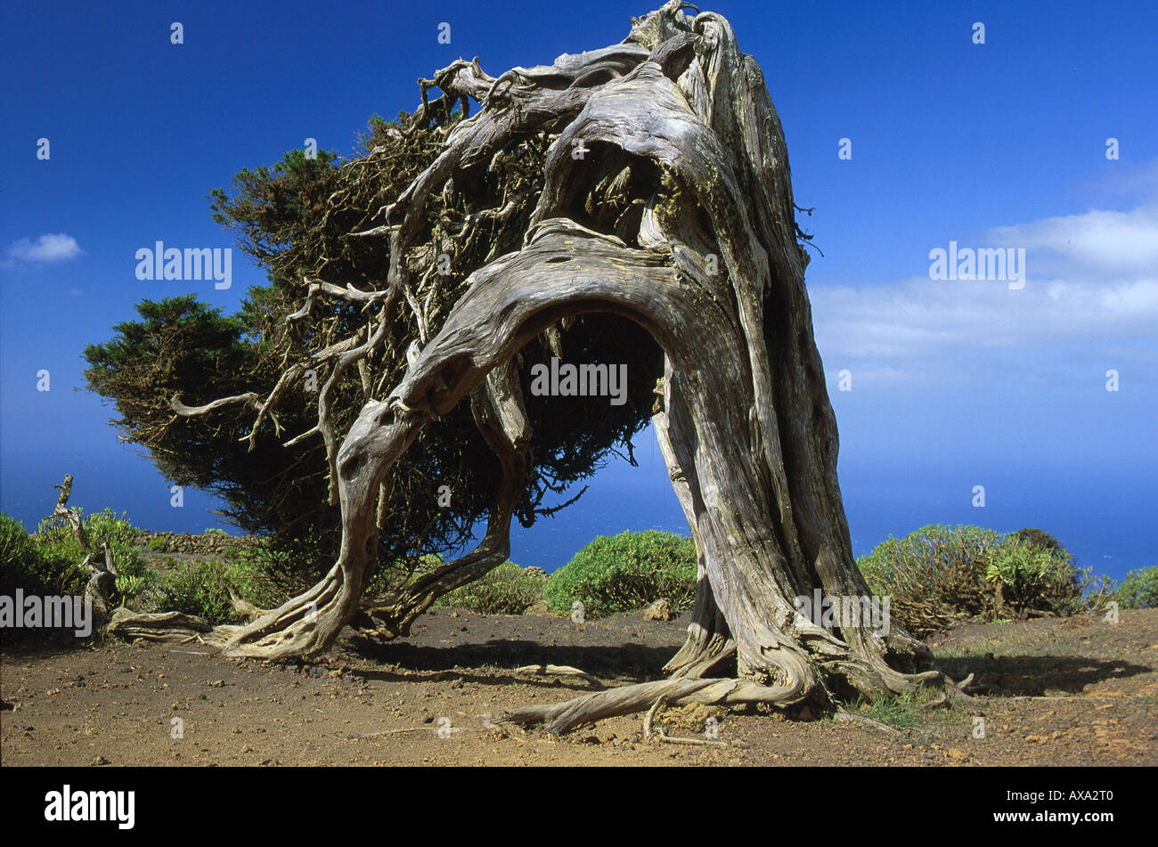 Wacholderbaum El Sabinar, El Hierro, Kanarische Inseln Spanien, Seite 125 o.re. Stock Photo