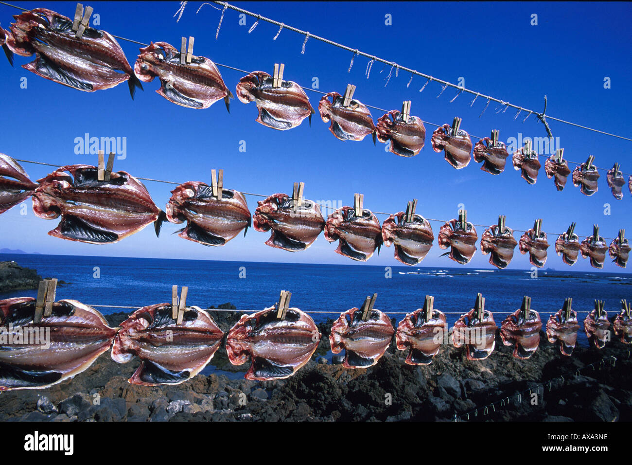 Trocknende Fische, Fischerhafen, Orzola, Lanzarote Kanarische Inseln, Spanien Stock Photo
