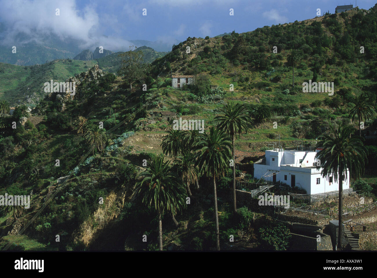 Weinberge mit Palmen, Weisses Haus, La Gomera Kanarische Inseln, Spanien Stock Photo