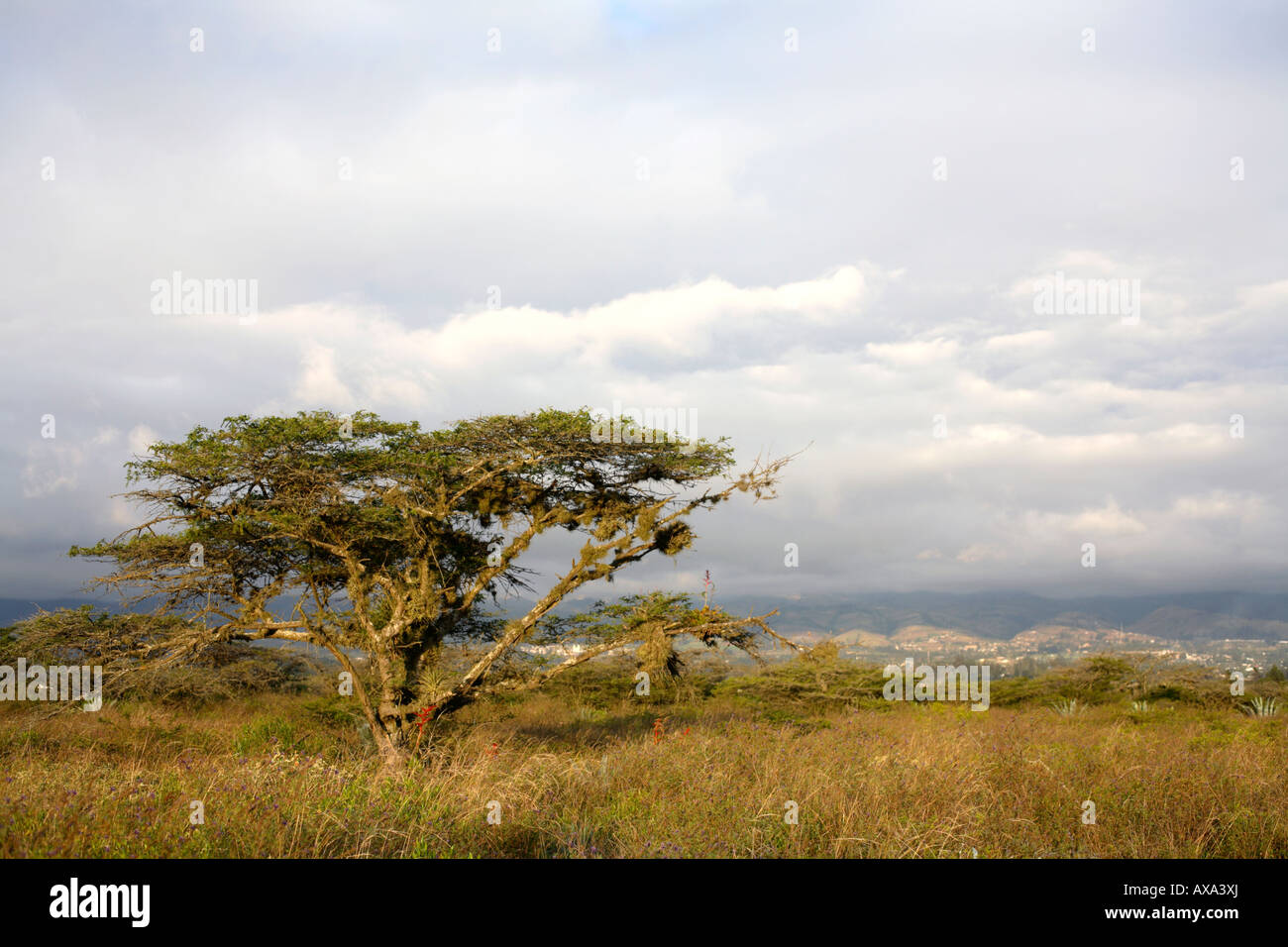 Lone Acacia macracantha tree in grassland with red bromeliad flower spikes Stock Photo