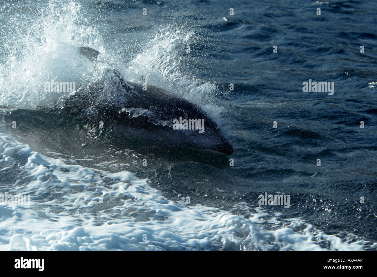 A Pacific white-sided dolphin plays in the white foam wake of a passing outboard boat. Stock Photo