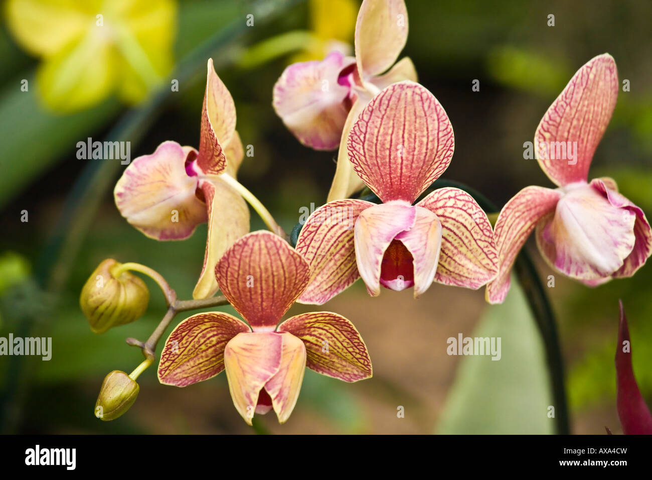 Varigated orchids on display at the San Diego Wild Animal Park Stock