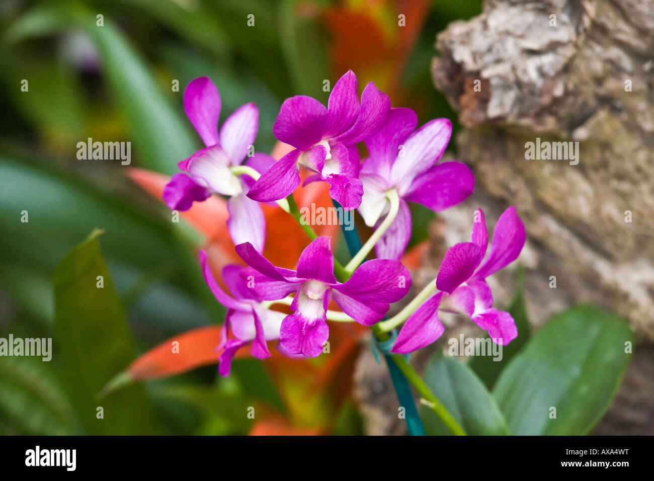 Purple orchids on display at the San Diego Wild Animal Park Stock Photo
