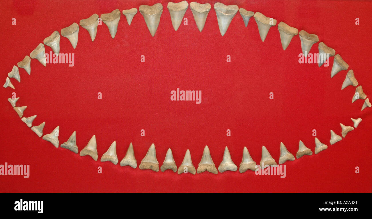 Mako shark teeth hi-res stock photography and images - Alamy