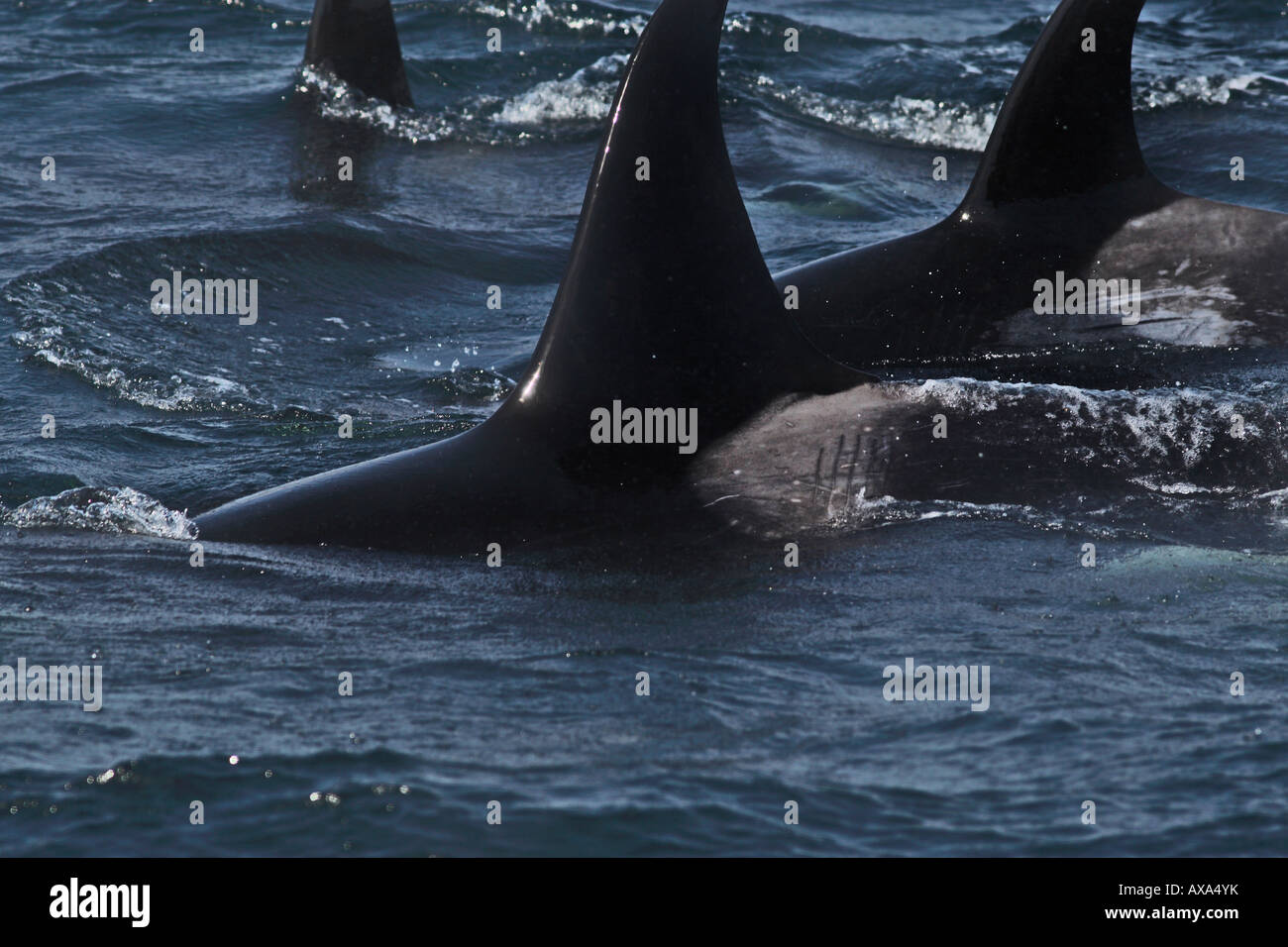 Orca whale blow holes hi-res stock photography and images - Alamy