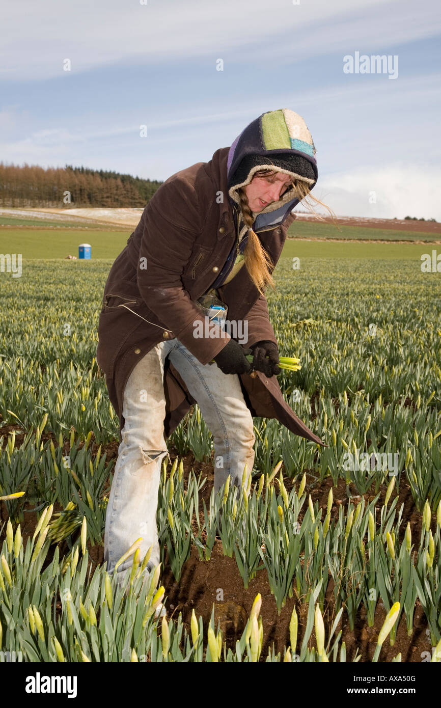 Commercial Daffodil picker, picking and harvesting daffodil blooms at Scottish Farm, Montrose Basin, Aberdeenshire, UK Stock Photo