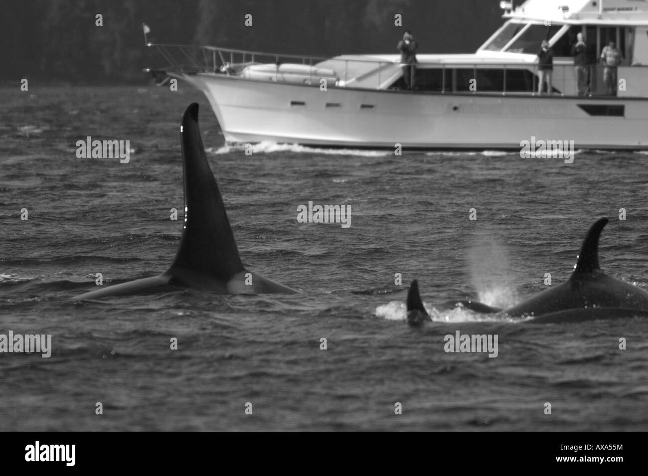 Killer Whale Prey Black And White Stock Photos Images Alamy