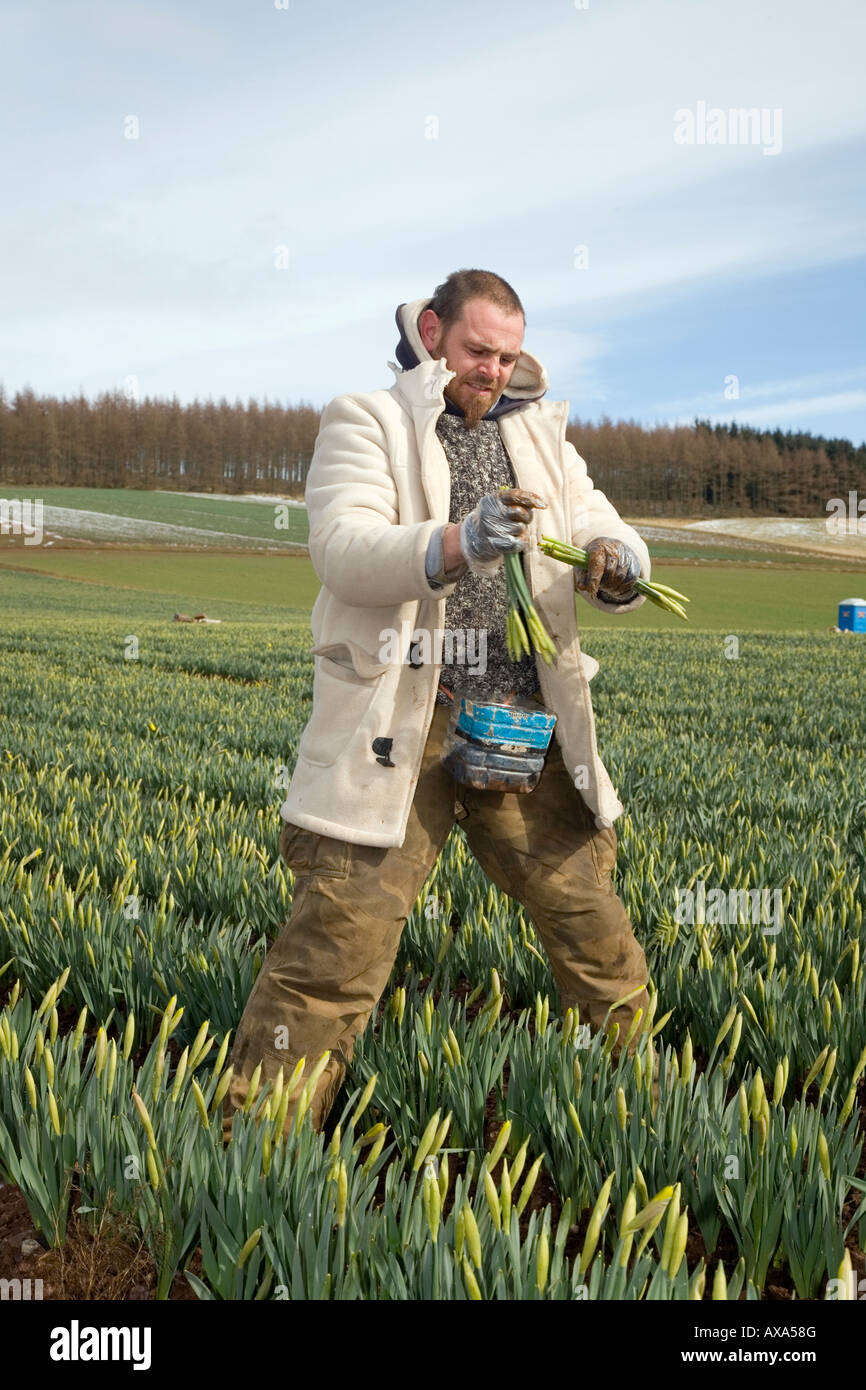 Commercial flowers; migrant Daffodil picker, picking and harvesting spring daffodil blooms in Scottish farm field Montrose Basin, Aberdeenshire, UK Stock Photo
