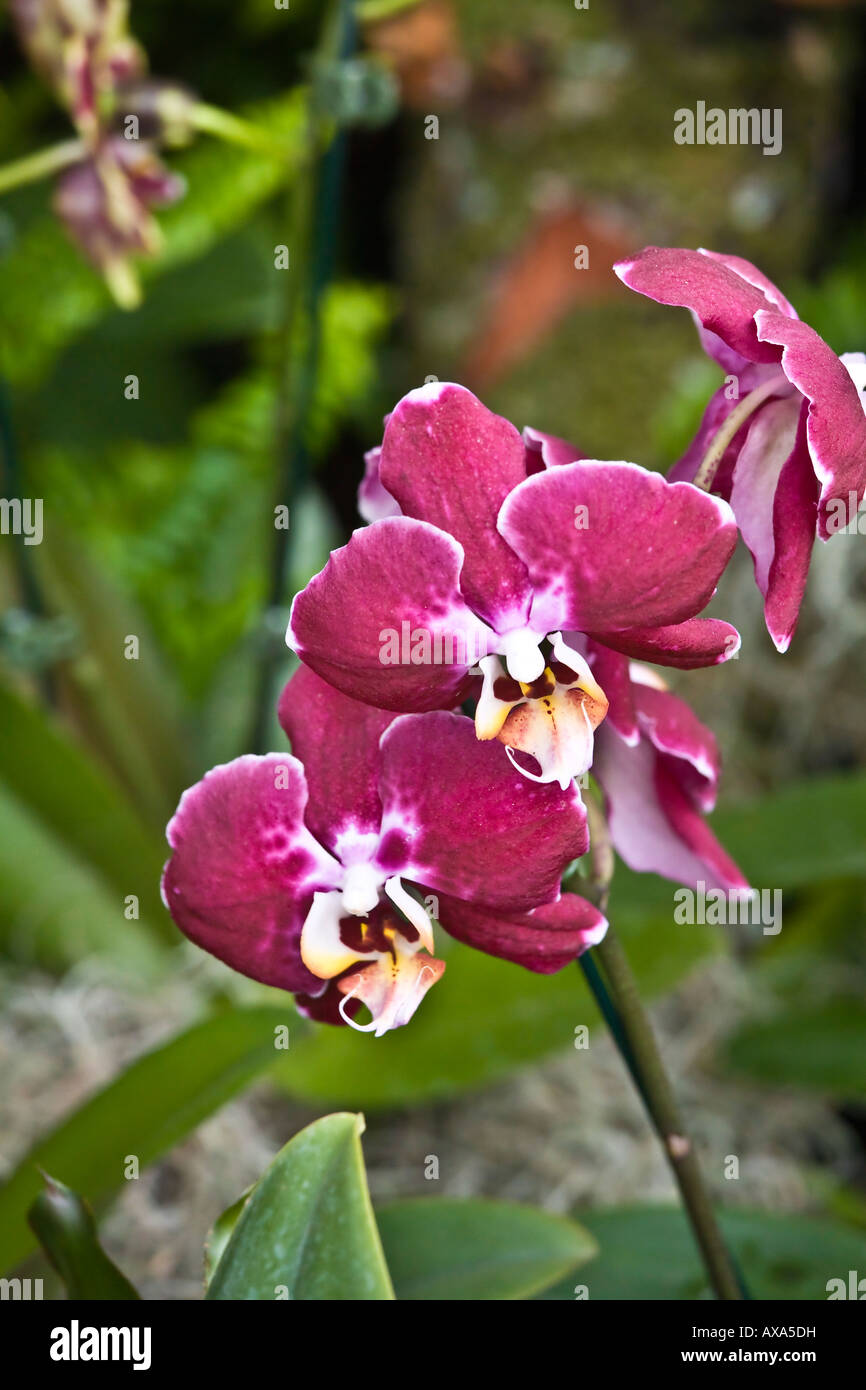 Purple orchids on display at the San Diego Wild Animal Park Stock Photo