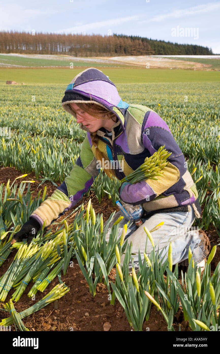 Felicity (MR) European commercial Daffodil picker, picking and harvesting field of blooms at Scottish Farm, Montrose Basin, Aberdeenshire, Scotland UK Stock Photo