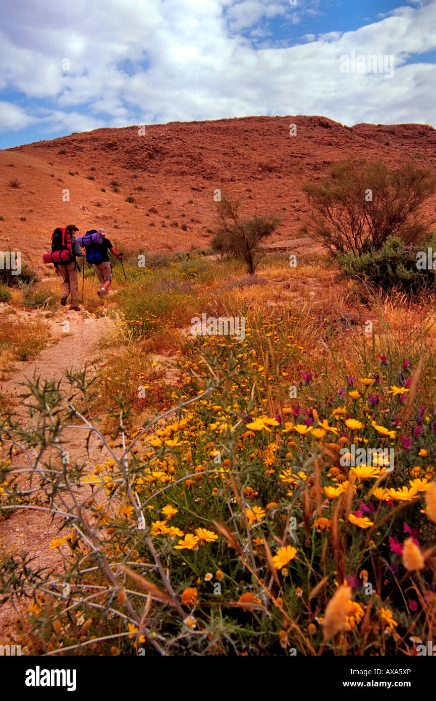 Israel, Two hikers walking in the Judean during the spring; The desert ...