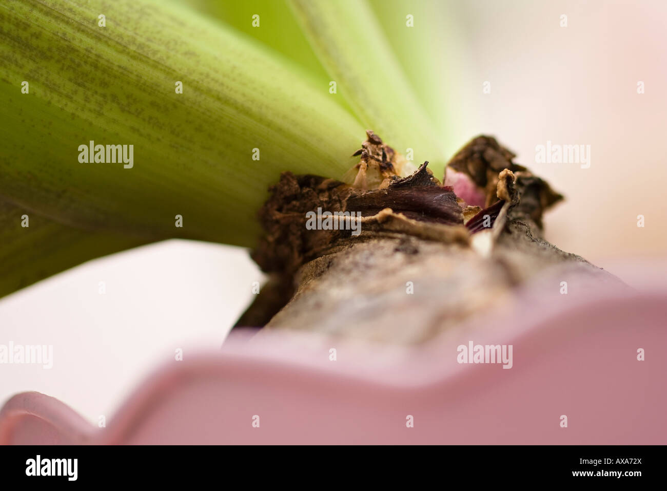 A close up of the base of a hyacinth plant where it emerges from its bulb. Spring, March. Stock Photo