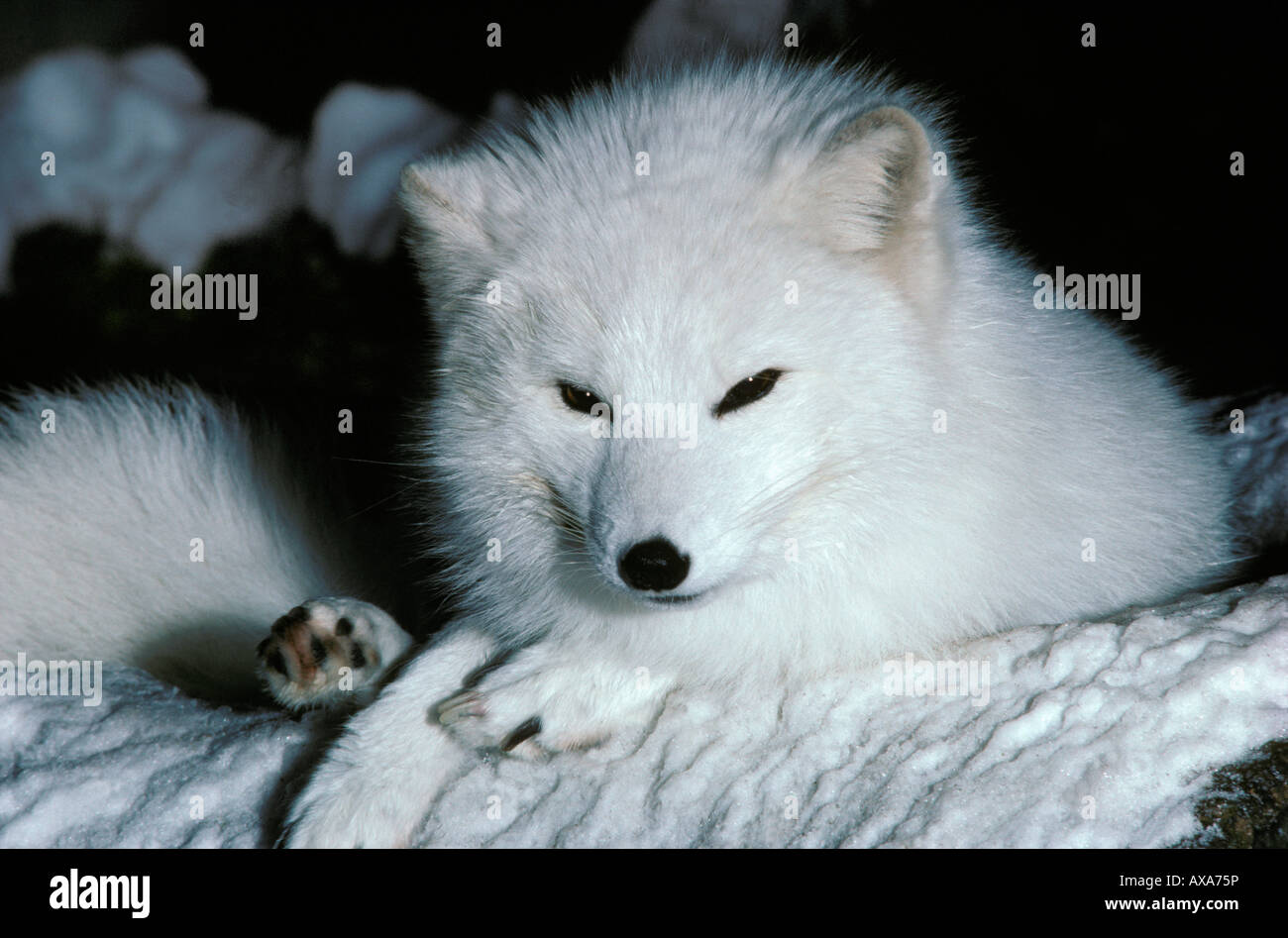 Arctic Fox Alopex lagopus mother and pups Arktis Eisfuechse Europa Europe Fuchs Fuchswelpen Fuechse Hundeartige Jungtiere Mutter Stock Photo