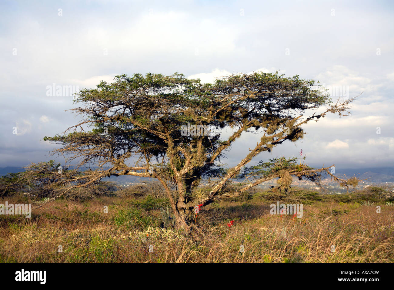 Lone Acacia macracantha tree in grassland with red bromeliad flower spikes Stock Photo