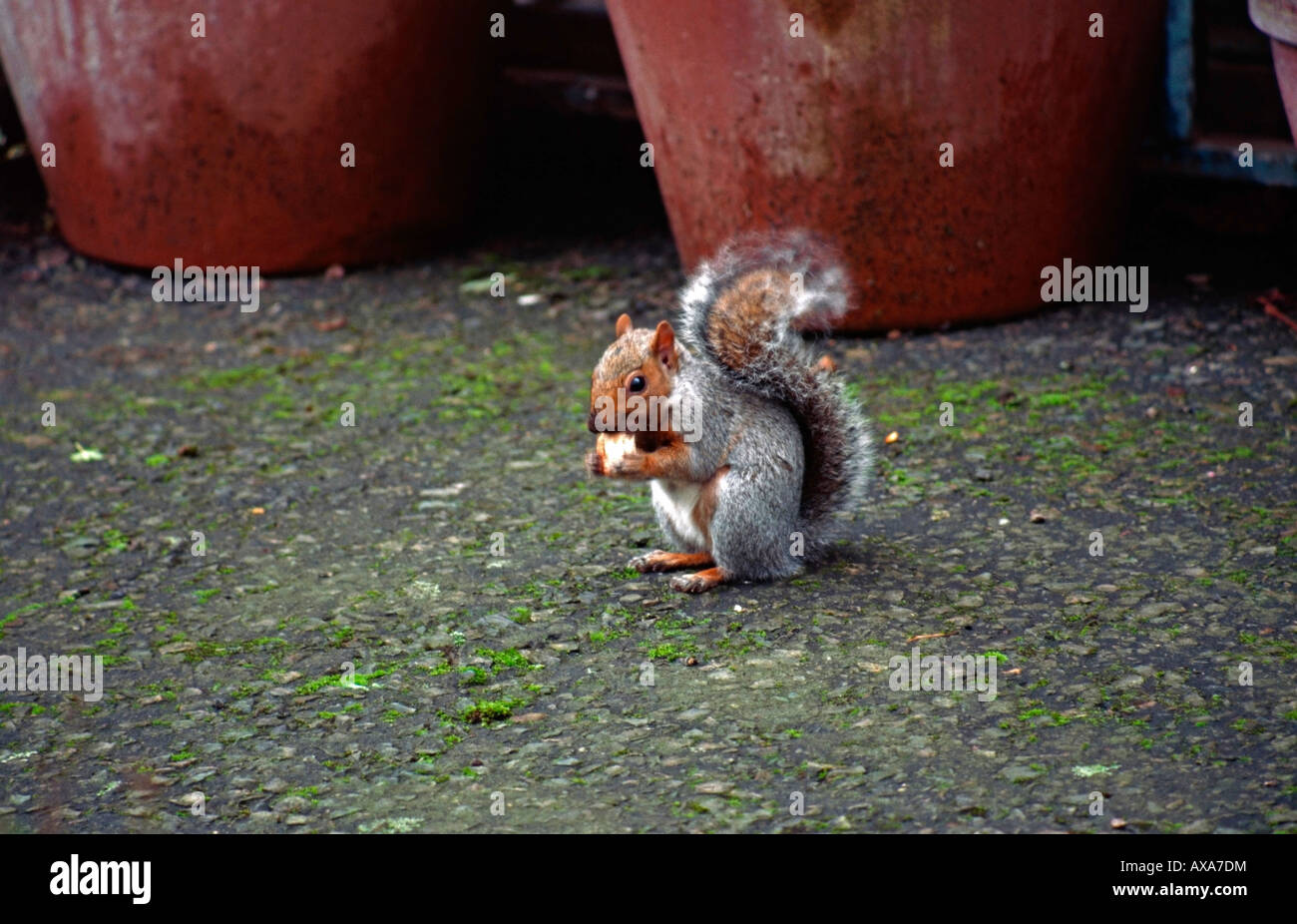 Grey squirrel feeding Stock Photo