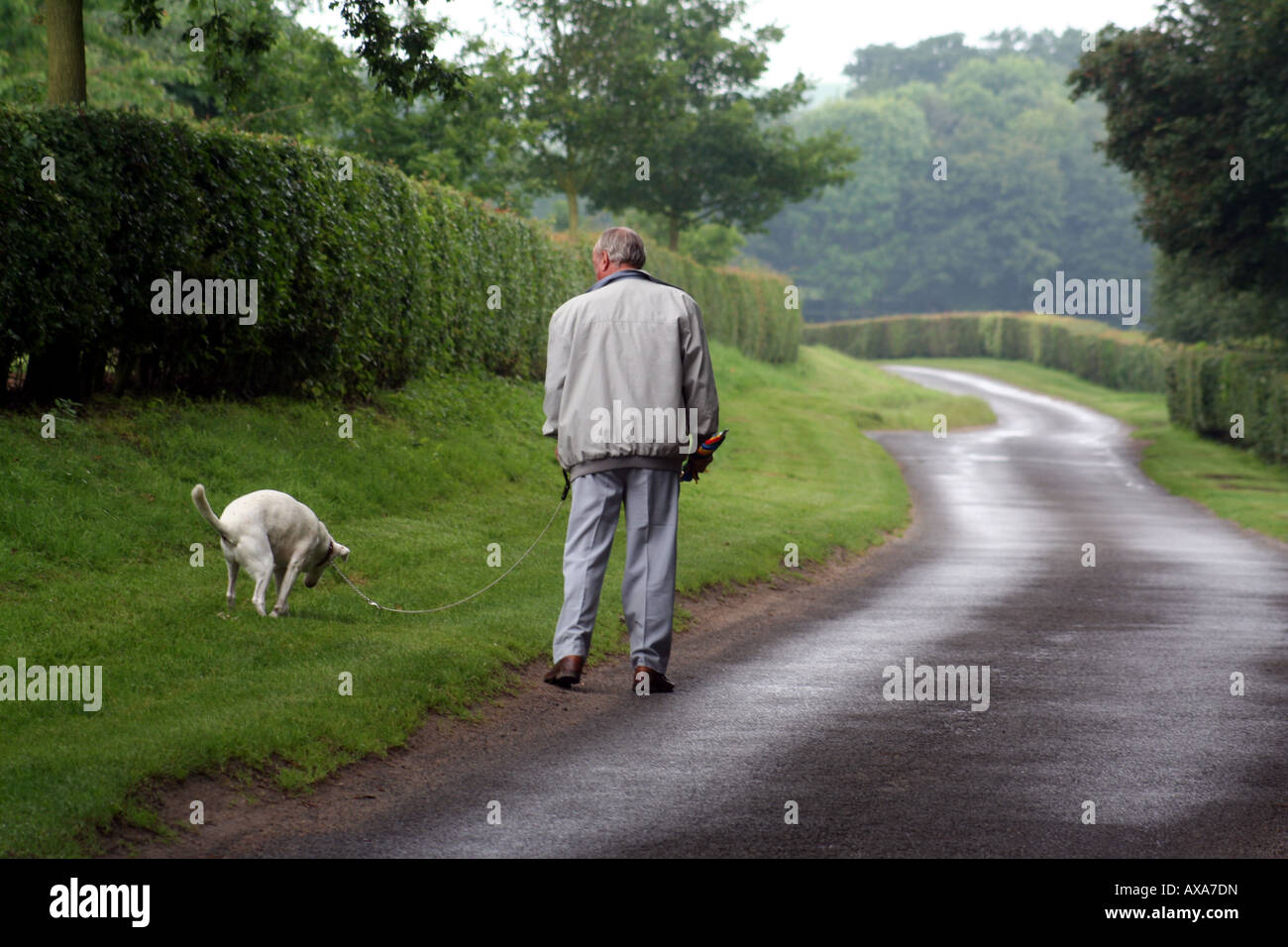A small white dog relieves itself in a country lane Stock Photo