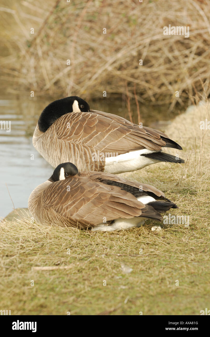 Male and Female Canada Geese Stock Photo - Alamy