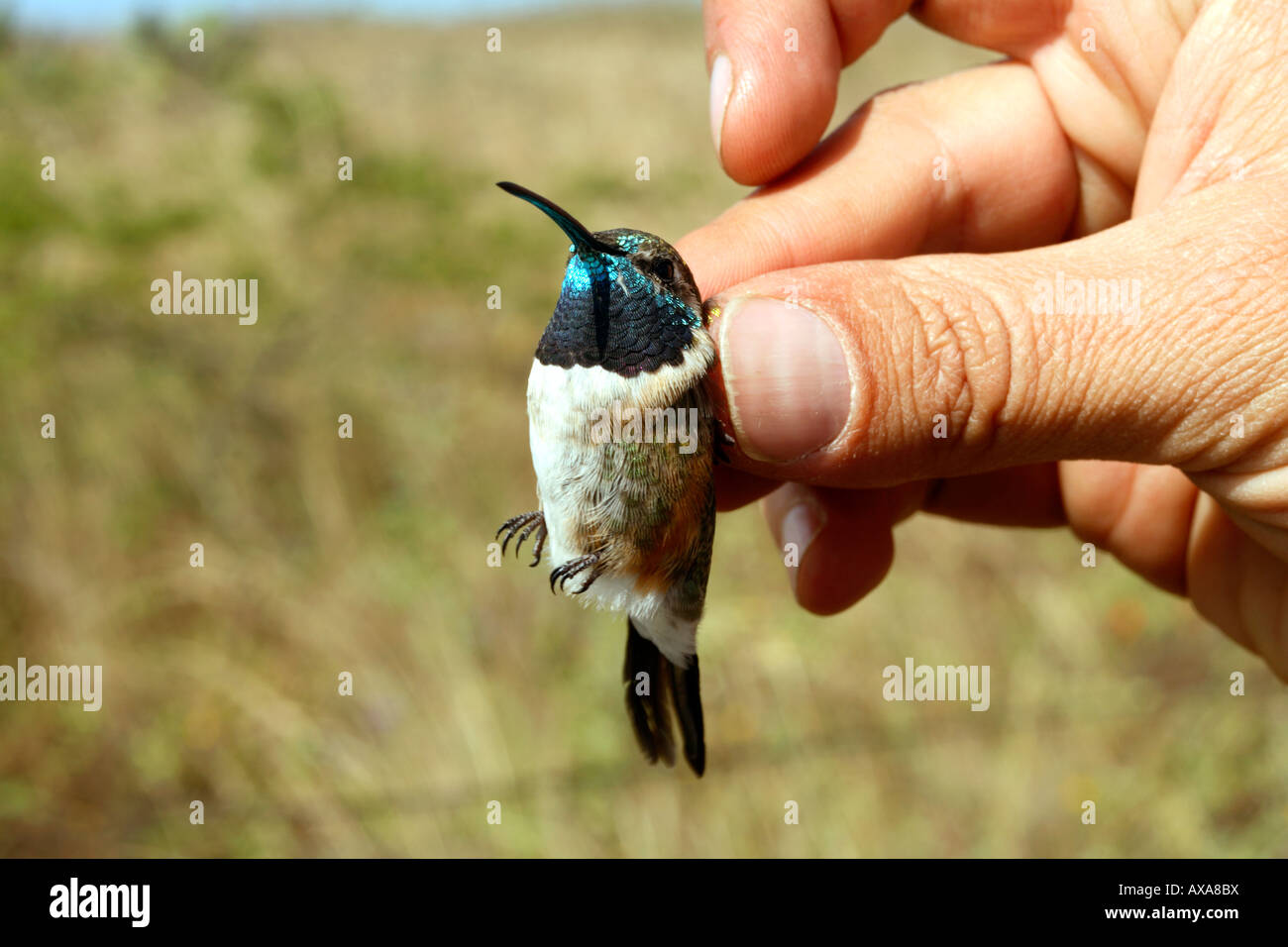 Purple-throated Woodstar (Myrtis fanny) in the hand Stock Photo