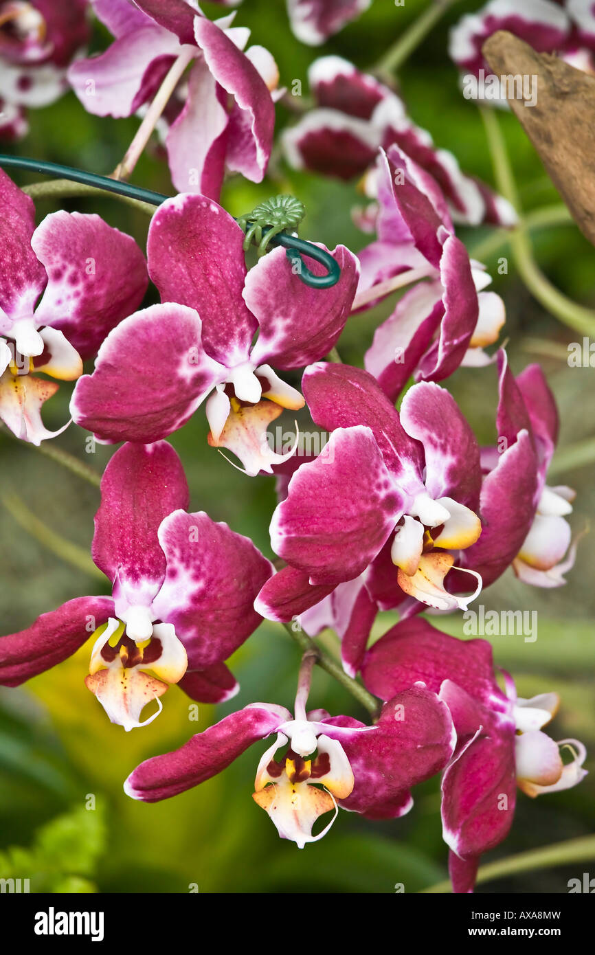 Purple orchids on display at the San Diego Wild Animal Park Stock Photo