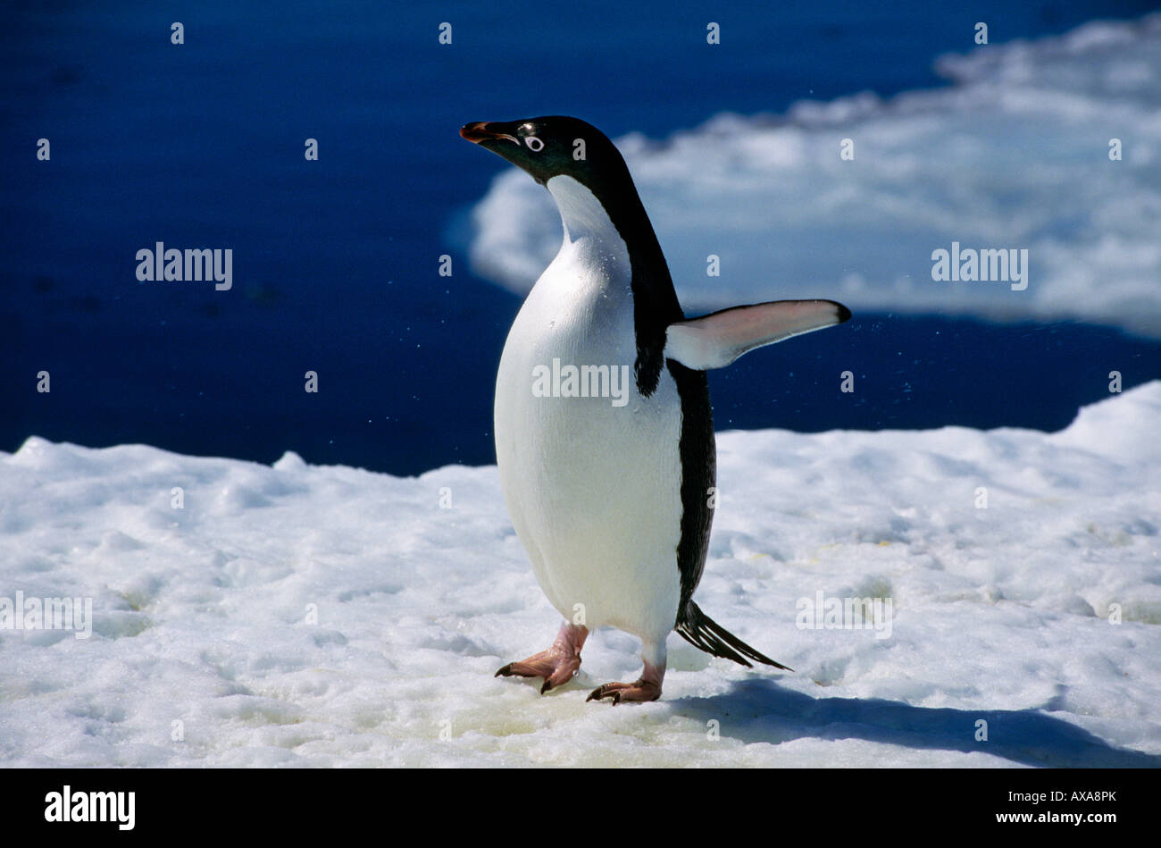 manchot d adelie Adelie Penguin Pygoscelis papua in front of ice Adeliepinguine animals Antarctica Antarktis aquatic Aves birds Stock Photo