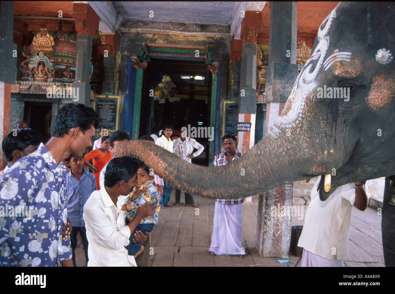 Tempelelefant segnet Hindus, Suedindien Stock Photo