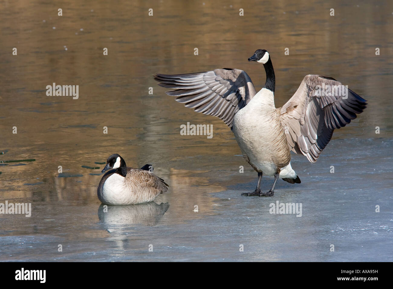 Pair of geese at the Inglewood bird sanctuary, Calgary Alberta. Stock Photo