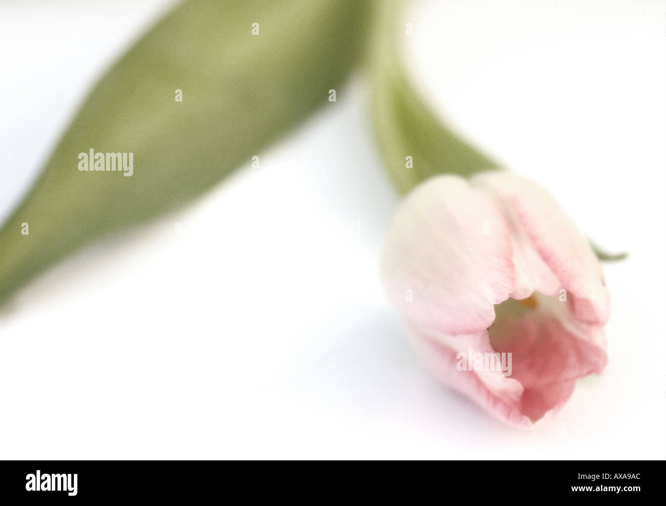 Pink Tulip Flower on White Background Stock Photo - Alamy