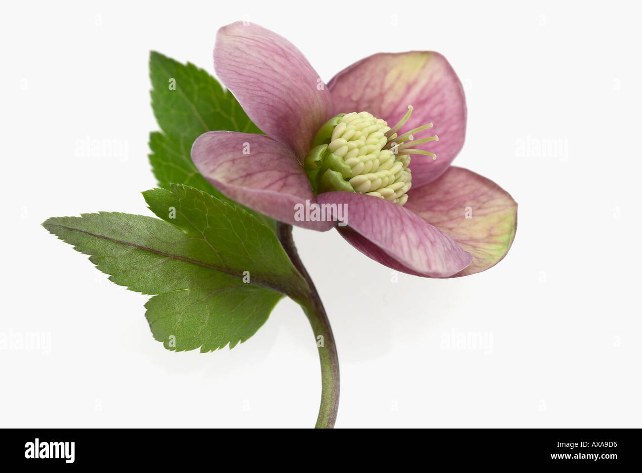 Helleborus Atrorubens Christmas rose Stock Photo