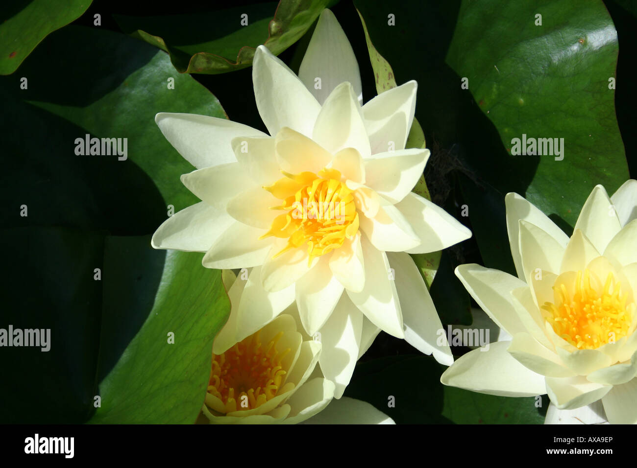 Lotus Water Lily Beautiful flowers on the water glance Stock Photo