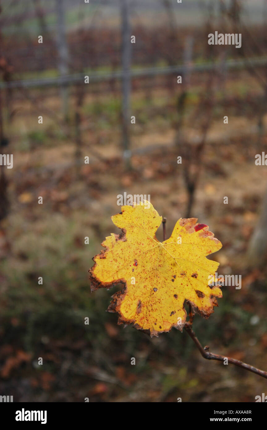 Vineyard in October - Friuli Italy Stock Photo