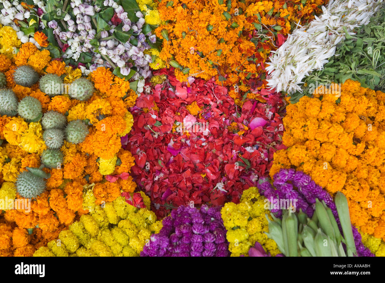 Diwali india flowers hi-res stock photography and images - Alamy Diwali india flowers hi-res stock photography and images - Alamy