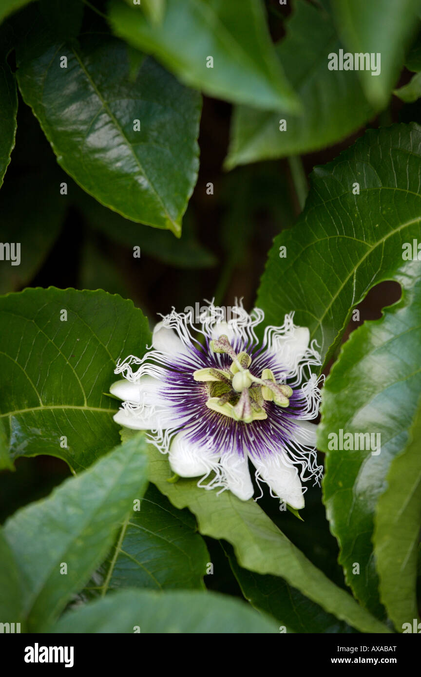 Passion Fruit Flower (Passiflora edulis Stock Photo Alamy
