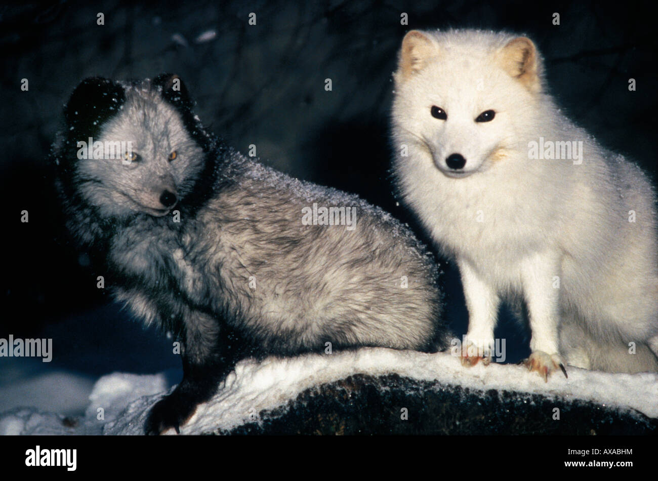 Fox Wolf Difference