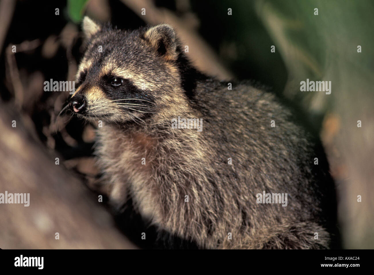 Northern Raccoon Procyon lotor watching Stock Photo