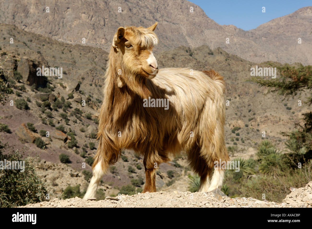 Goat near the village of Hadash in the mountains of Jebel Akhdar in Oman. Stock Photo